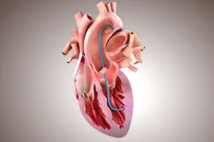The Role of Wnt Inhibition in Heart Development: Dr. Mercola’s Discovery